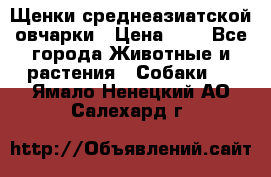 Щенки среднеазиатской овчарки › Цена ­ 1 - Все города Животные и растения » Собаки   . Ямало-Ненецкий АО,Салехард г.
